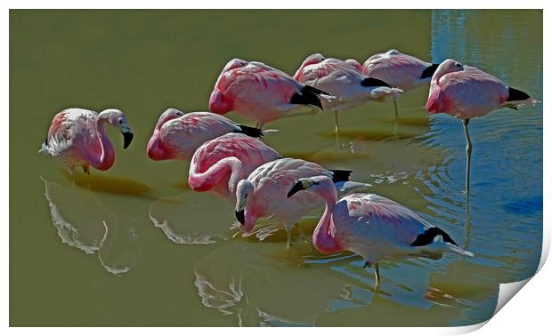 Resting Flamingoes Print by Matt Johnston