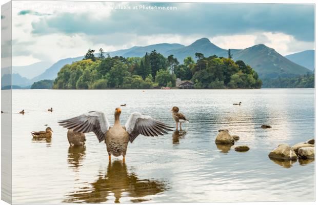 Geese on Derwent Water Canvas Print by George Cairns