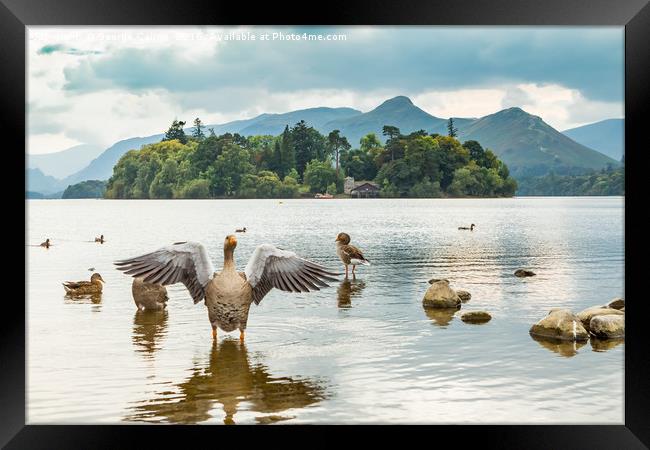 Geese on Derwent Water Framed Print by George Cairns