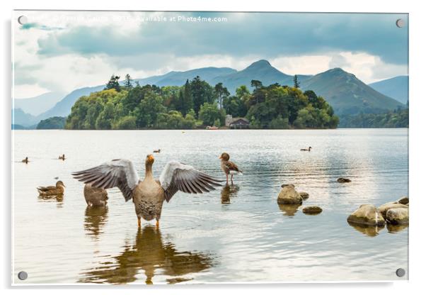 Geese on Derwent Water Acrylic by George Cairns