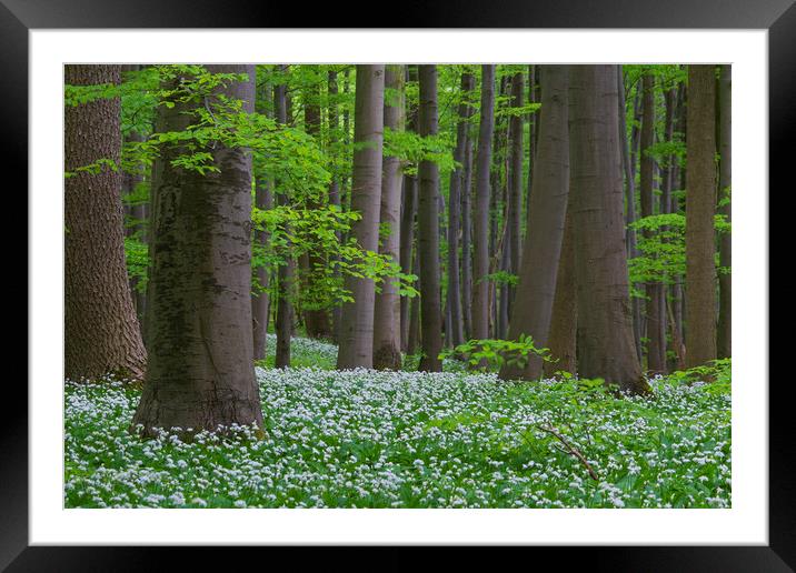 Wood Garlic in Beech Forest Framed Mounted Print by Arterra 