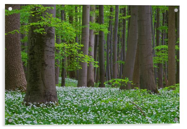 Wood Garlic in Beech Forest Acrylic by Arterra 