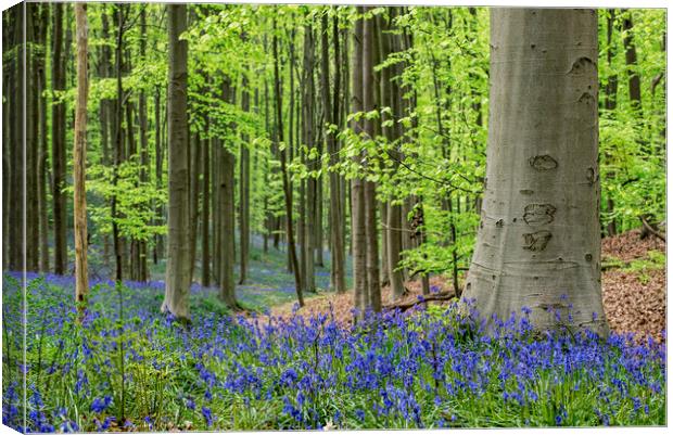 Bluebells in Spring Forest Canvas Print by Arterra 