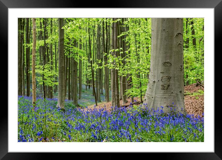 Bluebells in Spring Forest Framed Mounted Print by Arterra 