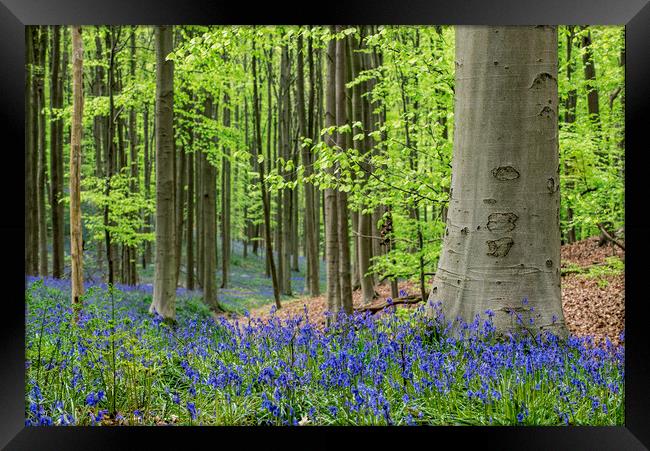 Bluebells in Spring Forest Framed Print by Arterra 