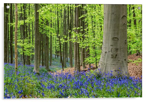 Bluebells in Spring Forest Acrylic by Arterra 