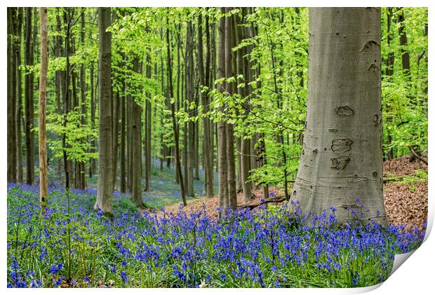 Bluebells in Spring Forest Print by Arterra 