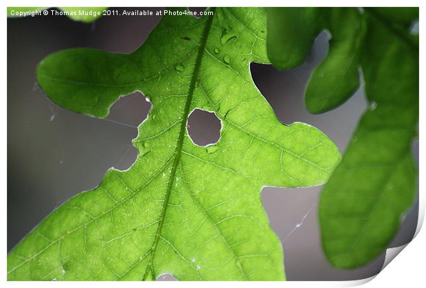 Leaf in Light Print by Thomas Mudge