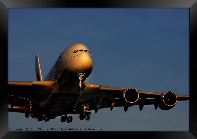Airbus A380 landing at Heathrow Framed Print by Colin Woods