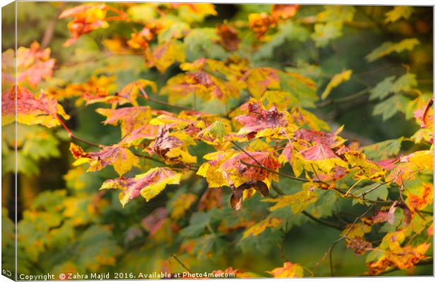 Natures Autumn Colour Palette Canvas Print by Zahra Majid