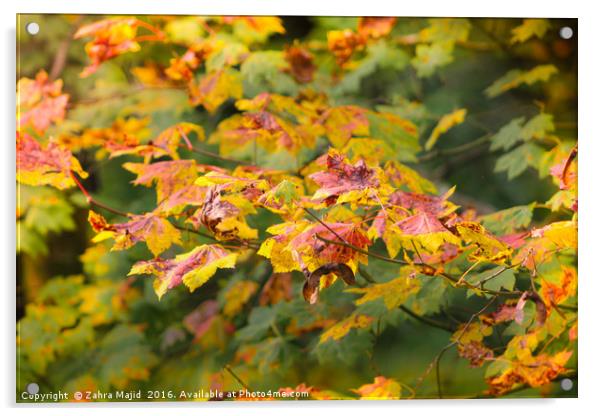 Natures Autumn Colour Palette Acrylic by Zahra Majid