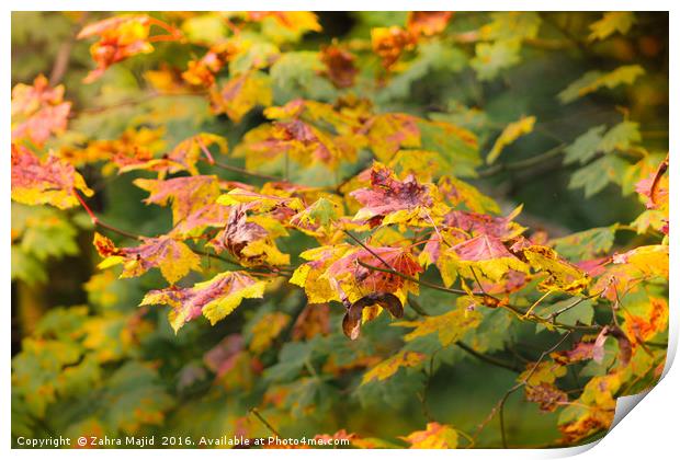 Natures Autumn Colour Palette Print by Zahra Majid