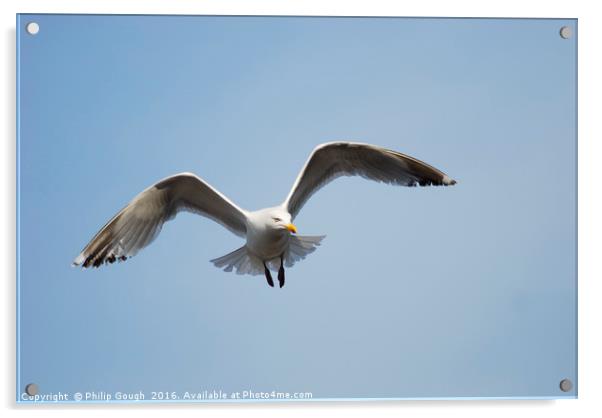 Sea Gull in Flight Acrylic by Philip Gough