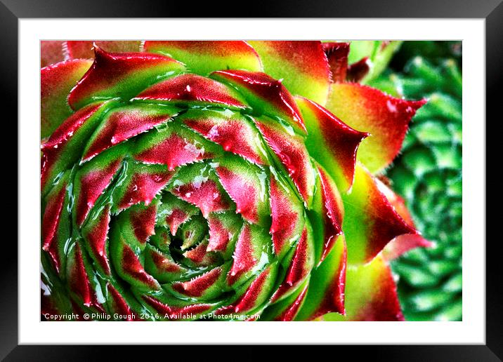 Cactus Bloom Framed Mounted Print by Philip Gough