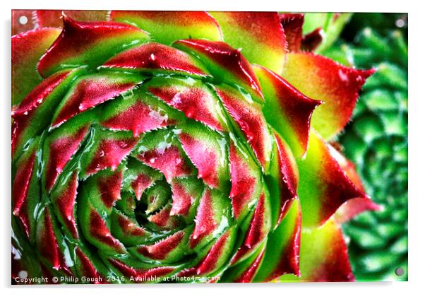 Cactus Bloom Acrylic by Philip Gough