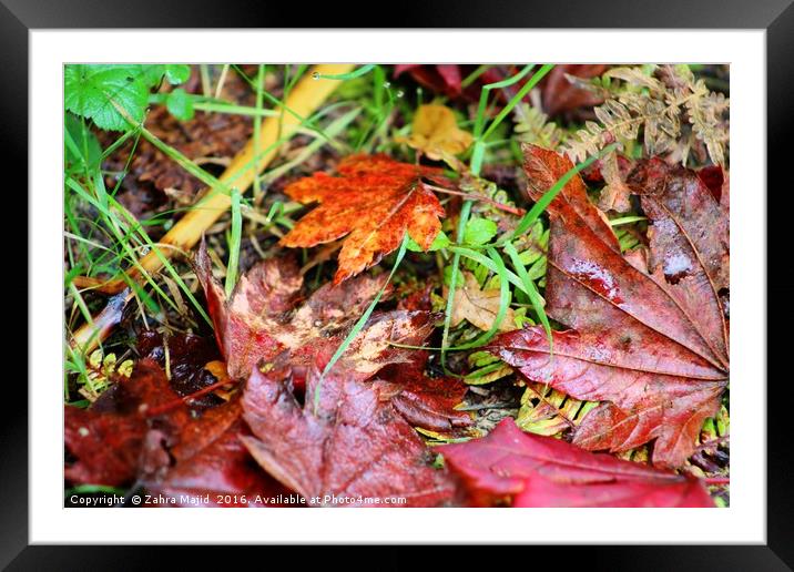 Autumn Brilliance Framed Mounted Print by Zahra Majid