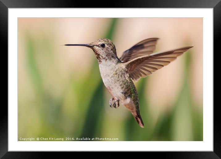 Cute humming bird Framed Mounted Print by Chon Kit Leong