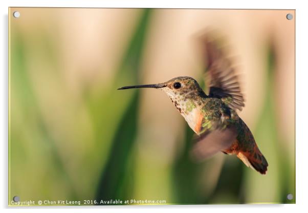 Cute humming bird Acrylic by Chon Kit Leong