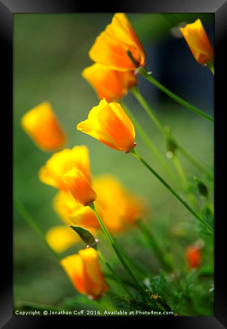 California poppies in the early evening sun Framed Print by Jonathon Cuff
