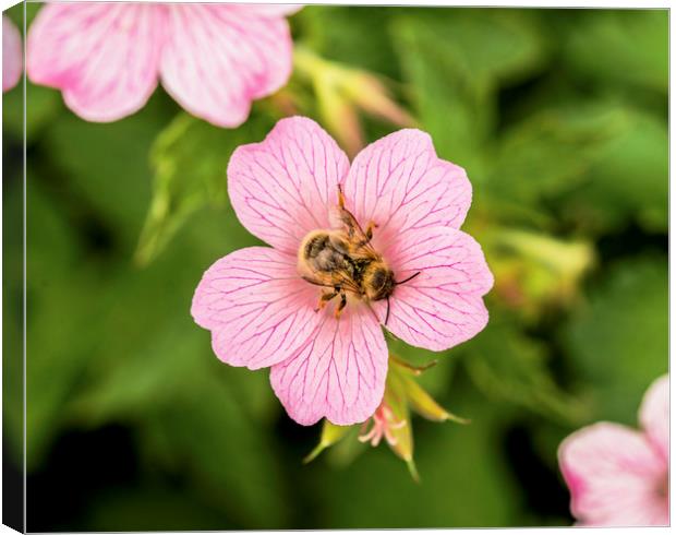 Bee on Geranium Flower Canvas Print by Nick Jenkins