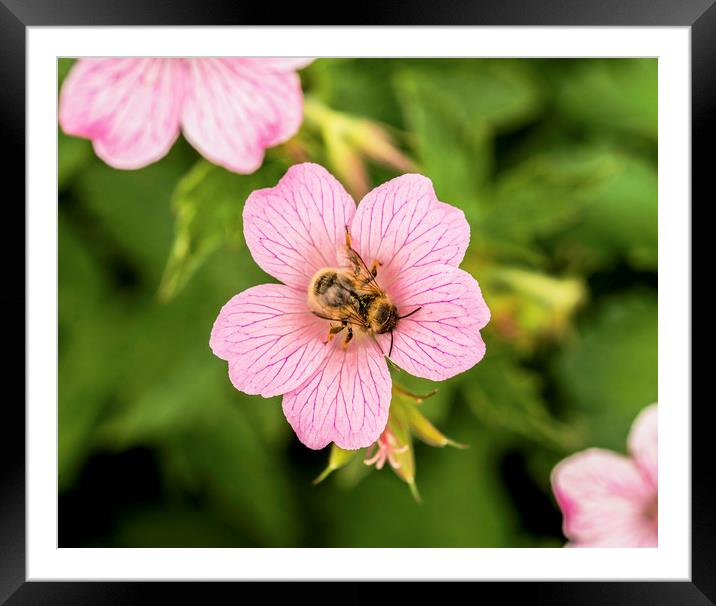 Bee on Geranium Flower Framed Mounted Print by Nick Jenkins