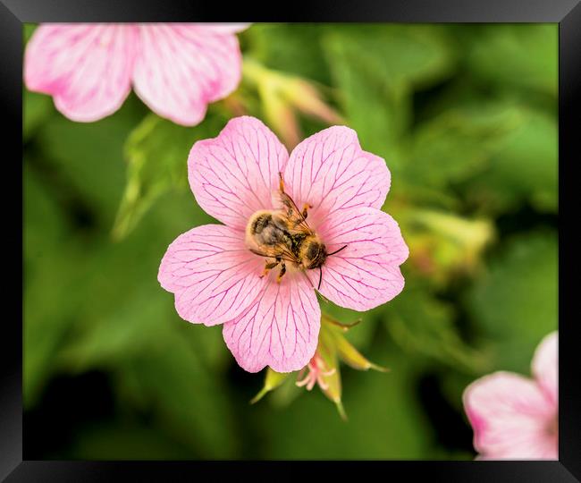 Bee on Geranium Flower Framed Print by Nick Jenkins