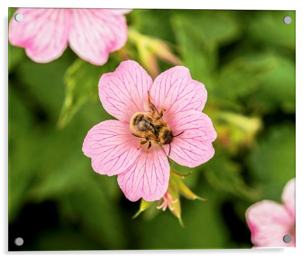 Bee on Geranium Flower Acrylic by Nick Jenkins