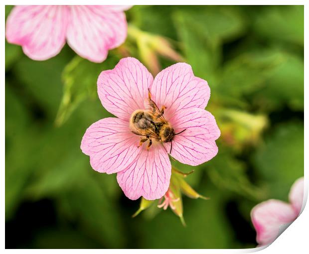 Bee on Geranium Flower Print by Nick Jenkins