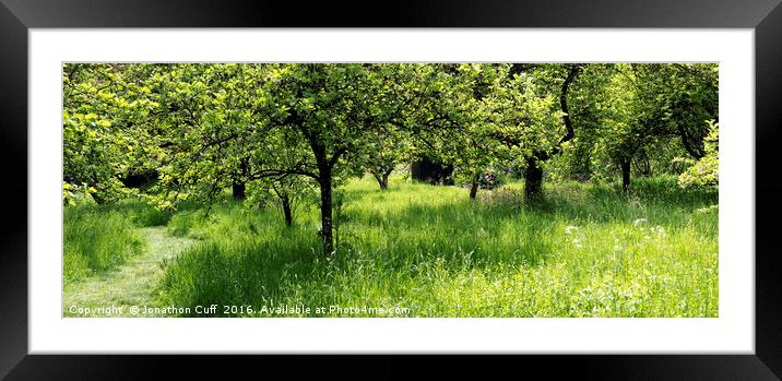 Woodland symphony in green. Framed Mounted Print by Jonathon Cuff