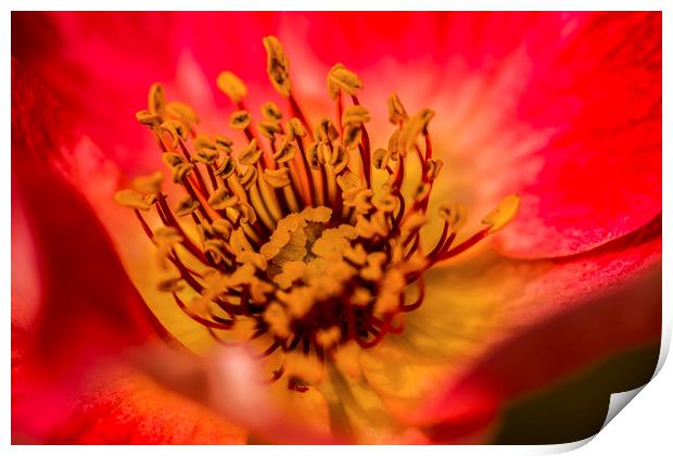 Red Lily Flower Print by Nick Jenkins