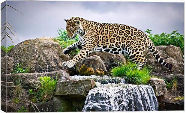 Jaguar Canvas Print by Jeni Harney