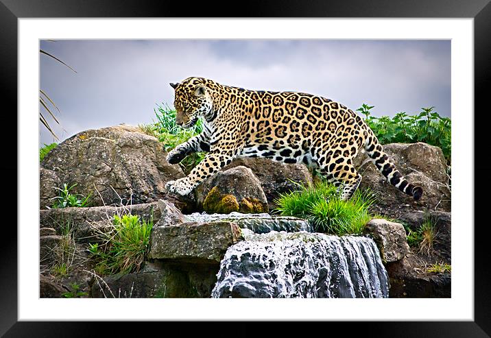 Jaguar Framed Mounted Print by Jeni Harney