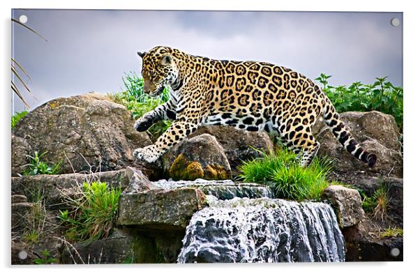 Jaguar Acrylic by Jeni Harney