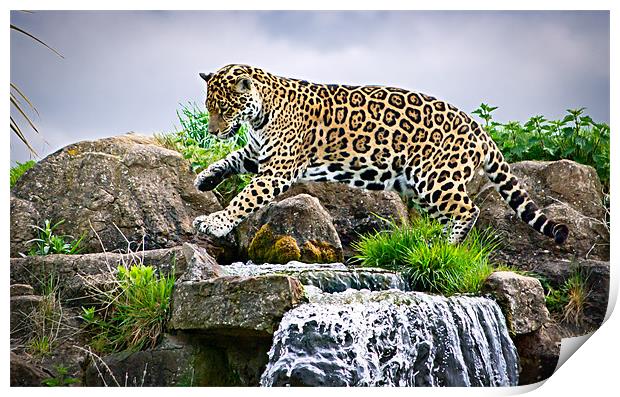 Jaguar Print by Jeni Harney