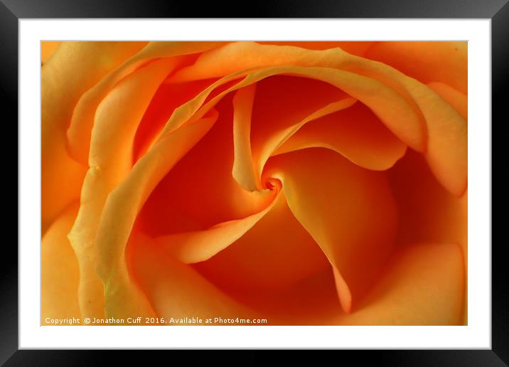 Orange rose detail Framed Mounted Print by Jonathon Cuff
