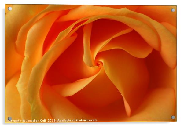 Orange rose detail Acrylic by Jonathon Cuff