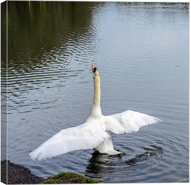 Mute Swan Stretching Canvas Print by Nick Jenkins
