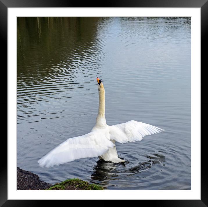 Mute Swan Stretching Framed Mounted Print by Nick Jenkins