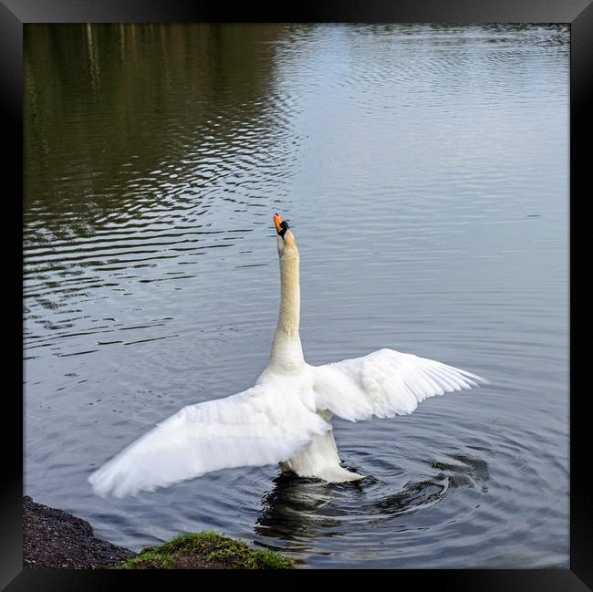 Mute Swan Stretching Framed Print by Nick Jenkins