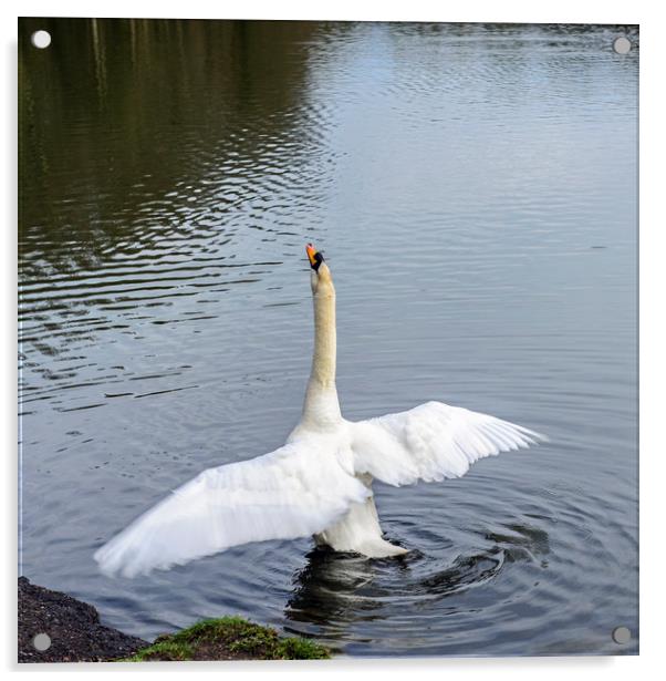 Mute Swan Stretching Acrylic by Nick Jenkins