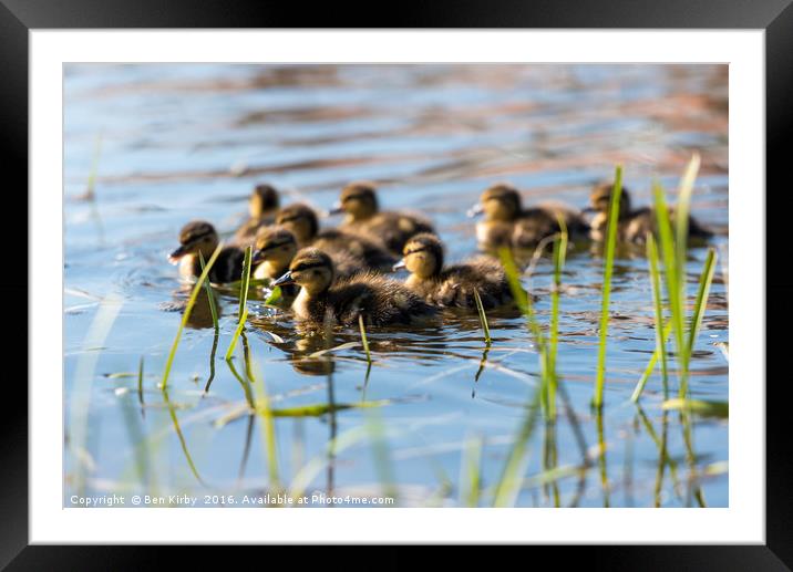 Springtime Ducklings..  Framed Mounted Print by Ben Kirby