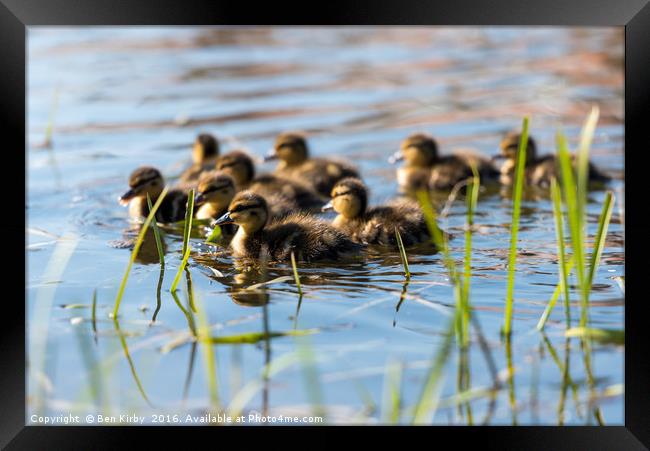 Springtime Ducklings..  Framed Print by Ben Kirby