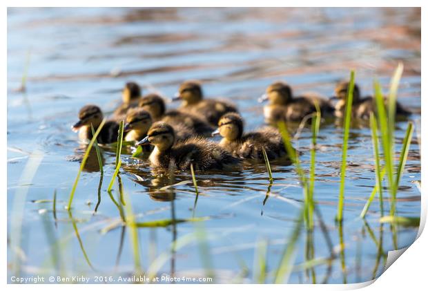 Springtime Ducklings..  Print by Ben Kirby