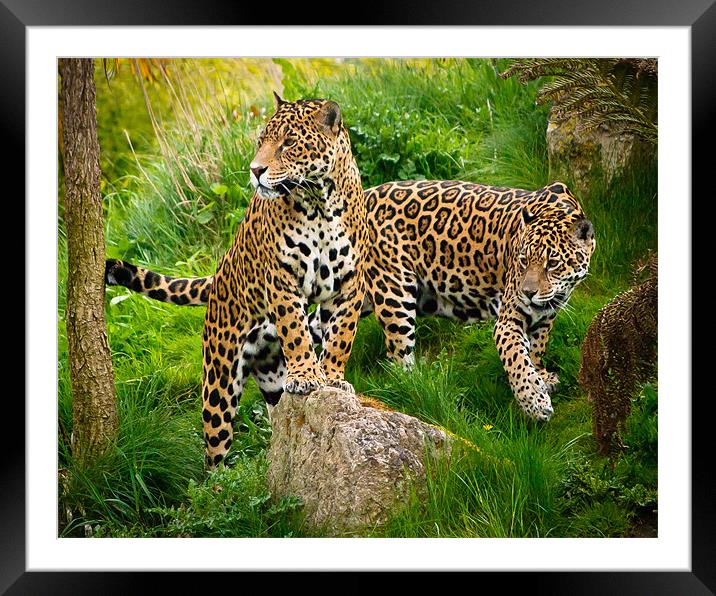Jaguars Framed Mounted Print by Jeni Harney