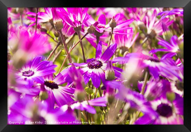 Summer Floral Patters Framed Print by Ben Kirby