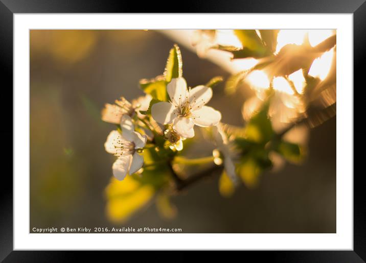 Summer Time Blossom Framed Mounted Print by Ben Kirby