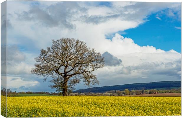 Oil Seed Rape Field and tree Ludlow Shropshire Canvas Print by Nick Jenkins