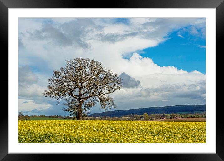 Oil Seed Rape Field and tree Ludlow Shropshire Framed Mounted Print by Nick Jenkins