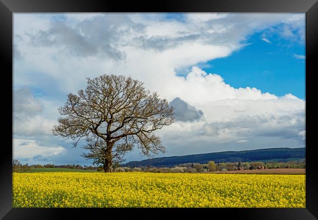 Oil Seed Rape Field and tree Ludlow Shropshire Framed Print by Nick Jenkins