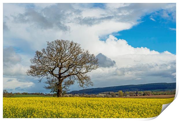 Oil Seed Rape Field and tree Ludlow Shropshire Print by Nick Jenkins